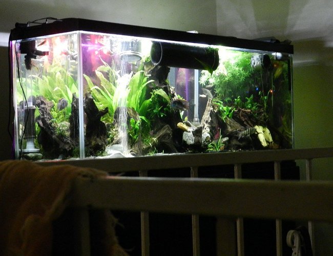 155 gallons freshwater fish tank (mostly fish and non-living decorations) - 55 gal predatory tank 155 gallons freshwater fish tank (mostly fish and non-living decorations) - 55 gal predatory tank
