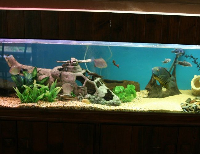 83 gallons freshwater fish tank (mostly fish and non-living decorations) 83 gallons freshwater fish tank (mostly fish and non-living decorations)