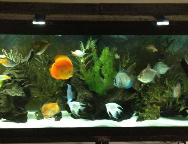125 gallons freshwater fish tank (mostly fish and non-living decorations) - Discus Community Tank 125 gallons freshwater fish tank (mostly fish and non-living decorations) - Discus Community Tank