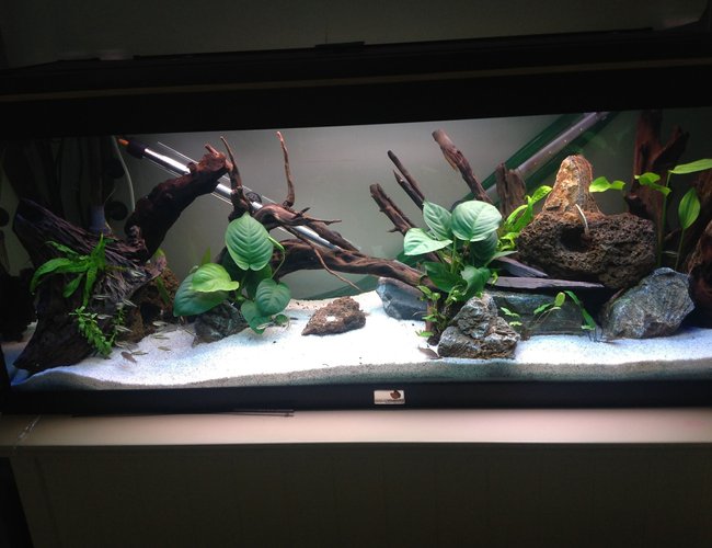 65 gallons freshwater fish tank (mostly fish and non-living decorations) - Amazon stocked 250 litre 65 gallons freshwater fish tank (mostly fish and non-living decorations) - Amazon stocked 250 litre