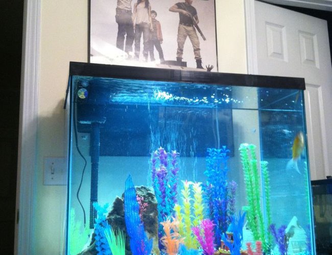 56 gallons freshwater fish tank (mostly fish and non-living decorations) - 56 gallon freshwater tank 56 gallons freshwater fish tank (mostly fish and non-living decorations) - 56 gallon freshwater tank