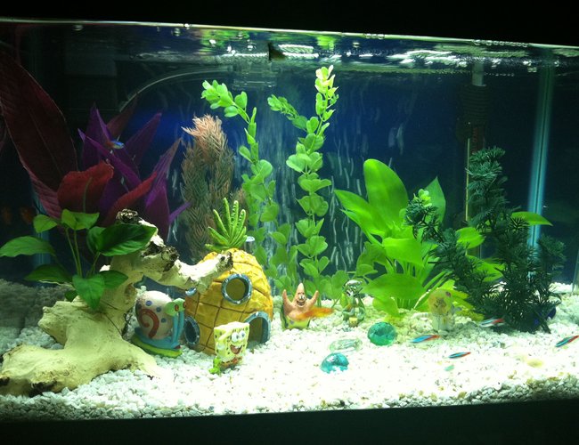 10 gallons freshwater fish tank (mostly fish and non-living decorations) - 10 gallon.
1 Anubiuas Nana
5 Assorted Fake Plants
1 Fake Driftwood
Assorted Decorations
-----------------------
2 Platy (Sunburst and Red Wag)
1 Male Guppy
2 Albino Cory Catfish
6 Neon Tetras 10 gallons freshwater fish tank (mostly fish and non-living decorations) - 10 gallon.
1 Anubiuas Nana
5 Assorted Fake Plants
1 Fake Driftwood
Assorted Decorations
-----------------------
2 Platy (Sunburst and Red Wag)
1 Male Guppy
2 Albino Cory Catfish
6 Neon Tetras
