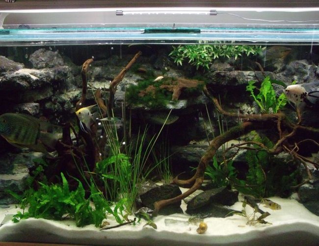 105 gallons freshwater fish tank (mostly fish and non-living decorations) - my 4ft x 2ft x2ft communal tank 105 gallons freshwater fish tank (mostly fish and non-living decorations) - my 4ft x 2ft x2ft communal tank