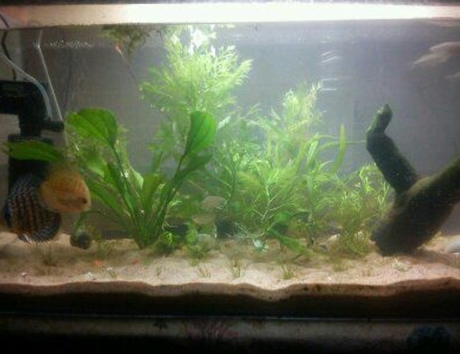 24 gallons freshwater fish tank (mostly fish and non-living decorations) - my newly setup planted aquarium 24 gallons freshwater fish tank (mostly fish and non-living decorations) - my newly setup planted aquarium