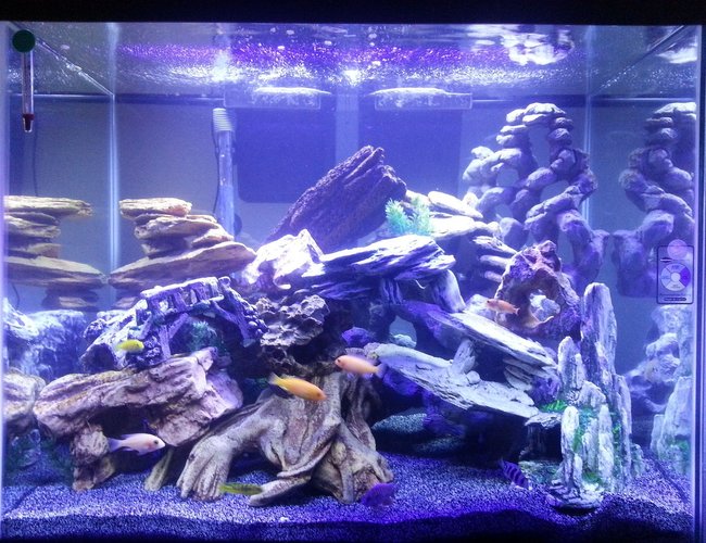 56 gallons freshwater fish tank (mostly fish and non-living decorations) - 56 gallon cichlid tank 56 gallons freshwater fish tank (mostly fish and non-living decorations) - 56 gallon cichlid tank