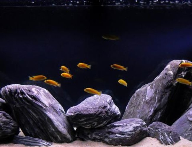 63 gallons freshwater fish tank (mostly fish and non-living decorations) - yellow lab tank 63 gallons freshwater fish tank (mostly fish and non-living decorations) - yellow lab tank