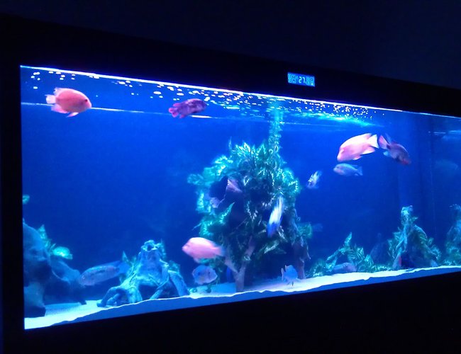 200 gallons freshwater fish tank (mostly fish and non-living decorations) - Cleair Maz 2000 tropical tank , cichlids and cats 200 gallons freshwater fish tank (mostly fish and non-living decorations) - Cleair Maz 2000 tropical tank , cichlids and cats