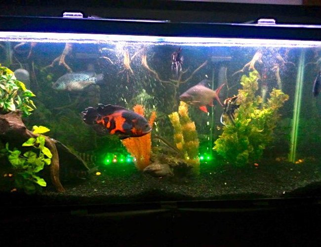 90 gallons freshwater fish tank (mostly fish and non-living decorations) - 90 gallon 90 gallons freshwater fish tank (mostly fish and non-living decorations) - 90 gallon