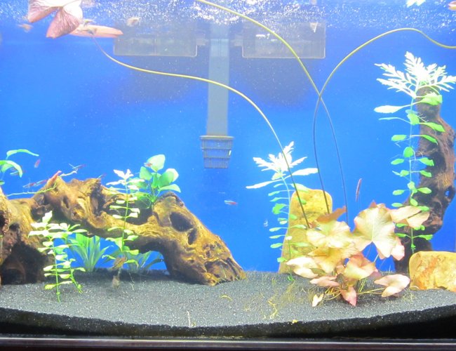 50 gallons freshwater fish tank (mostly fish and non-living decorations) - Planted 50 Gallon 50 gallons freshwater fish tank (mostly fish and non-living decorations) - Planted 50 Gallon