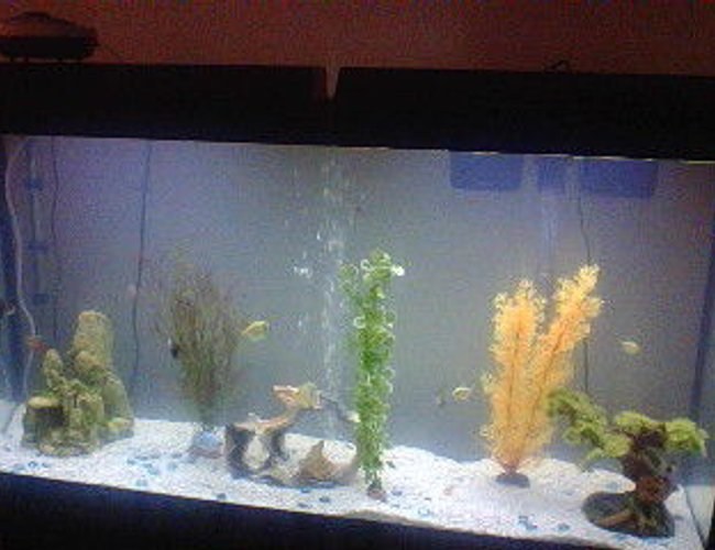 60 gallons freshwater fish tank (mostly fish and non-living decorations) - My fish tank! 60 gallons freshwater fish tank (mostly fish and non-living decorations) - My fish tank!