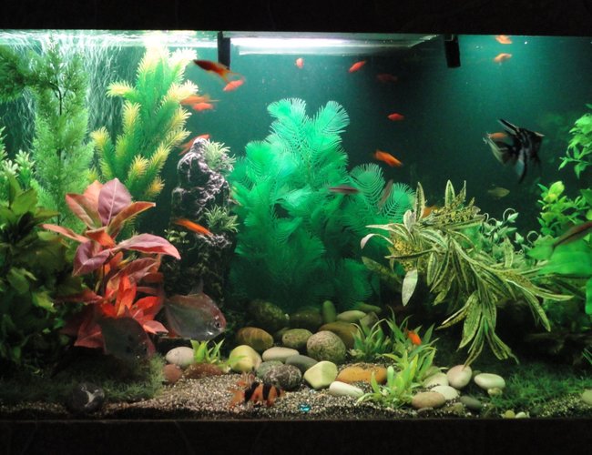 100 gallons freshwater fish tank (mostly fish and non-living decorations) - 2nd setup in new home :) 100 gallons freshwater fish tank (mostly fish and non-living decorations) - 2nd setup in new home :)