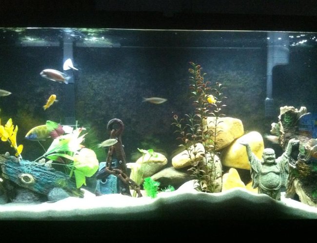 60 gallons freshwater fish tank (mostly fish and non-living decorations) - 60Gal.
not a good picture, will try
to get better quality shot.
few decos, plastic plants & river rocks. 60 gallons freshwater fish tank (mostly fish and non-living decorations) - 60Gal.
not a good picture, will try
to get better quality shot.
few decos, plastic plants & river rocks.