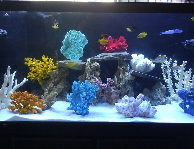 90 gallons freshwater fish tank (mostly fish and non-living decorations) - 90 gallon tank fish only 90 gallons freshwater fish tank (mostly fish and non-living decorations) - 90 gallon tank fish only