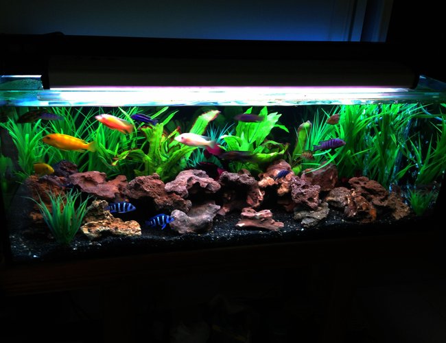 60 gallons freshwater fish tank (mostly fish and non-living decorations) 60 gallons freshwater fish tank (mostly fish and non-living decorations)