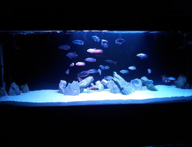 100 gallons freshwater fish tank (mostly fish and non-living decorations) 100 gallons freshwater fish tank (mostly fish and non-living decorations)