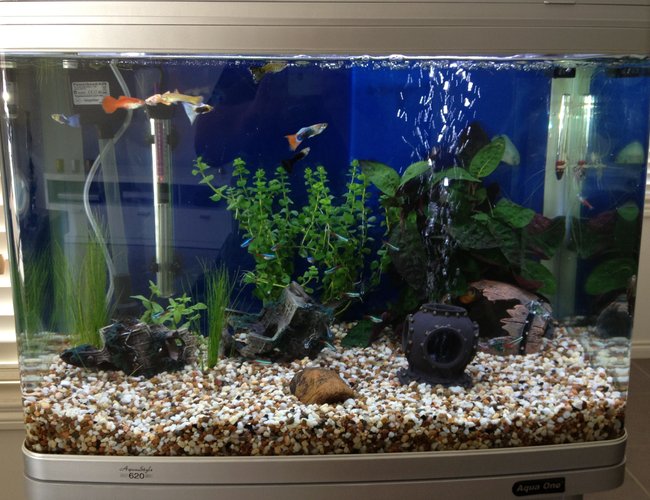 24 gallons freshwater fish tank (mostly fish and non-living decorations) - Fish Tank 24 gallons freshwater fish tank (mostly fish and non-living decorations) - Fish Tank