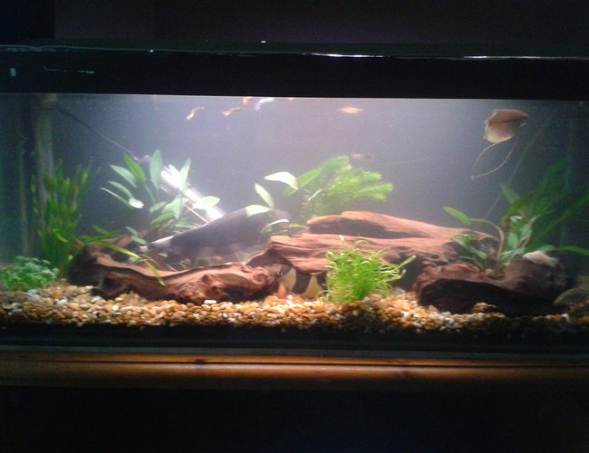 10 gallons freshwater fish tank (mostly fish and non-living decorations) - my middle tank of three.
going to try aquascaping my big tank so taking my time to make it as natural as possible. 10 gallons freshwater fish tank (mostly fish and non-living decorations) - my middle tank of three.
going to try aquascaping my big tank so taking my time to make it as natural as possible.