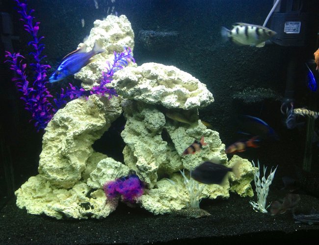 100 gallons freshwater fish tank (mostly fish and non-living decorations) - My 100 Gallon Cichlid set up 100 gallons freshwater fish tank (mostly fish and non-living decorations) - My 100 Gallon Cichlid set up