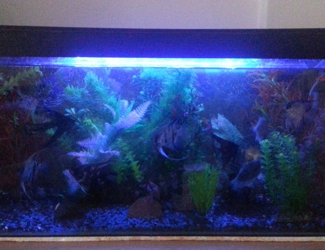 50 gallons freshwater fish tank (mostly fish and non-living decorations) - My tank 50 gallons freshwater fish tank (mostly fish and non-living decorations) - My tank