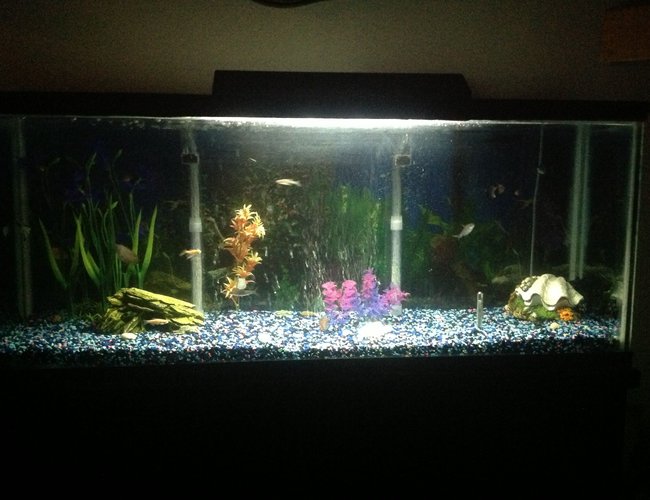60 gallons freshwater fish tank (mostly fish and non-living decorations) - cichlid tank 60 gallons freshwater fish tank (mostly fish and non-living decorations) - cichlid tank