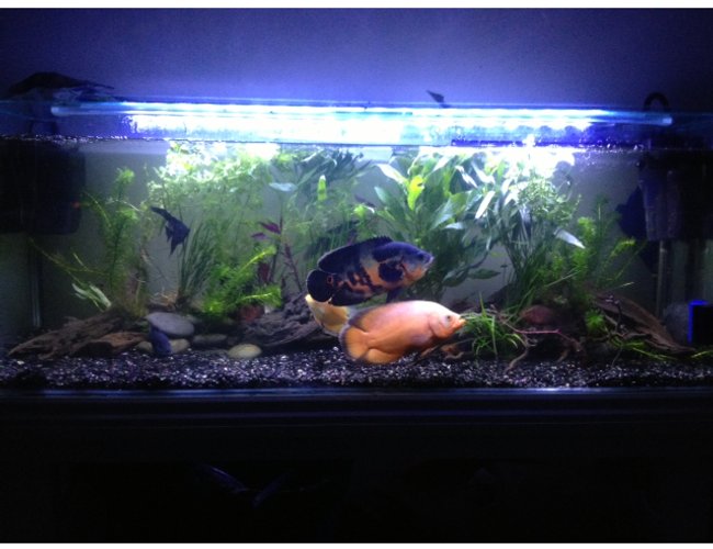 60 gallons freshwater fish tank (mostly fish and non-living decorations) - The most rewarding aspect of keeping an aquarium is the magic of creating your own bio-system. You honour a responsibility to the livestock, apply creativity and individuality to the design, the continuous drive to improve and develop your skills. Fuelled by your imagination and creativity,|
Fish-keeping rewards you with a sense of pride, enjoyment and tranquility when admiring what I can only describe as your own piece of Art. 60 gallons freshwater fish tank (mostly fish and non-living decorations) - The most rewarding aspect of keeping an aquarium is the magic of creating your own bio-system. You honour a responsibility to the livestock, apply creativity and individuality to the design, the continuous drive to improve and develop your skills. Fuelled by your imagination and creativity,|
Fish-keeping rewards you with a sense of pride, enjoyment and tranquility when admiring what I can only describe as your own piece of Art.