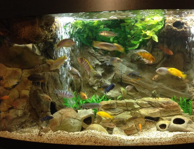72 gallons freshwater fish tank (mostly fish and non-living decorations) - 3D rock elements 72 gallons freshwater fish tank (mostly fish and non-living decorations) - 3D rock elements