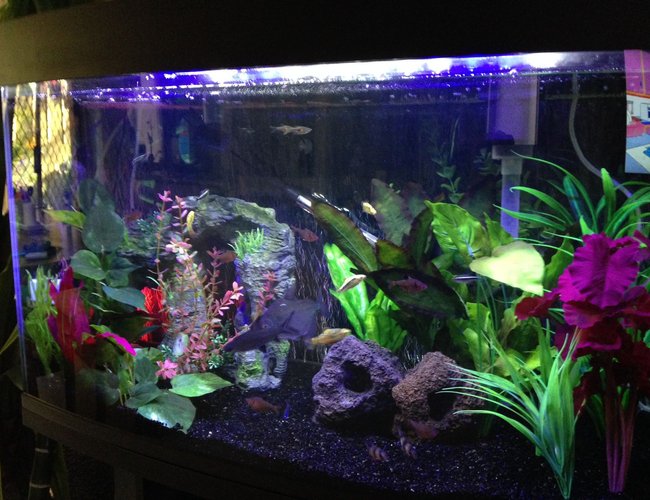45 gallons freshwater fish tank (mostly fish and non-living decorations) - My tank. 45 gallons freshwater fish tank (mostly fish and non-living decorations) - My tank.
