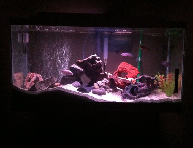 40 gallons freshwater fish tank (mostly fish and non-living decorations) - My first cichlid tank 40 gallons freshwater fish tank (mostly fish and non-living decorations) - My first cichlid tank