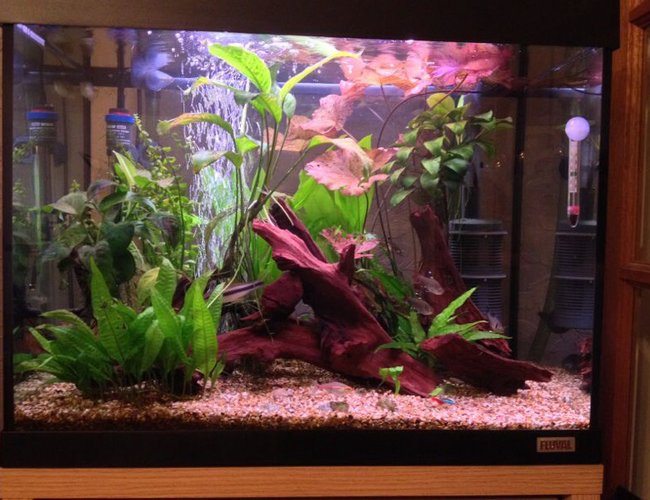 80 gallons freshwater fish tank (mostly fish and non-living decorations) - Big D 80 gallons freshwater fish tank (mostly fish and non-living decorations) - Big D