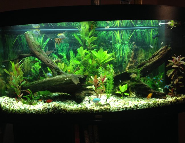 69 gallons freshwater fish tank (mostly fish and non-living decorations) - Community tank 69 gallons freshwater fish tank (mostly fish and non-living decorations) - Community tank