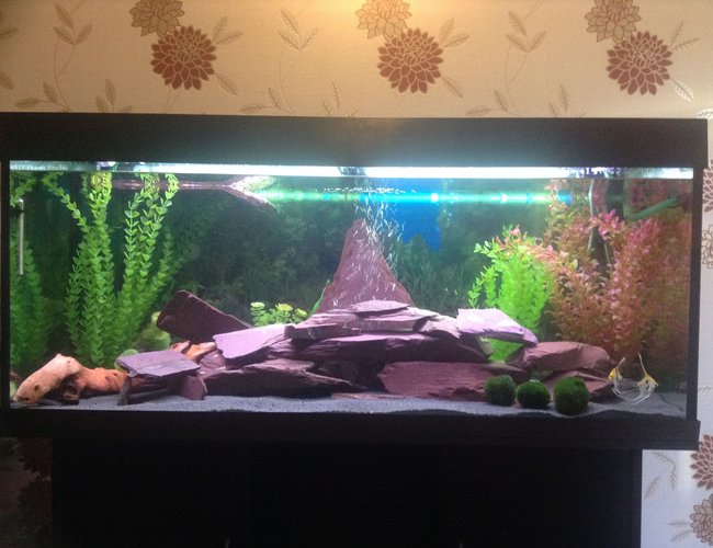 53 gallons freshwater fish tank (mostly fish and non-living decorations) - My first ever fish tank with Purple slate feature with turtle float 53 gallons freshwater fish tank (mostly fish and non-living decorations) - My first ever fish tank with Purple slate feature with turtle float