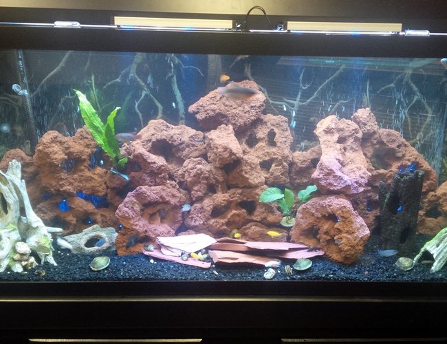 120 gallons freshwater fish tank (mostly fish and non-living decorations) - First Ciclid Tank 120 gallons. Lava rock and fake wood decorations 120 gallons freshwater fish tank (mostly fish and non-living decorations) - First Ciclid Tank 120 gallons. Lava rock and fake wood decorations