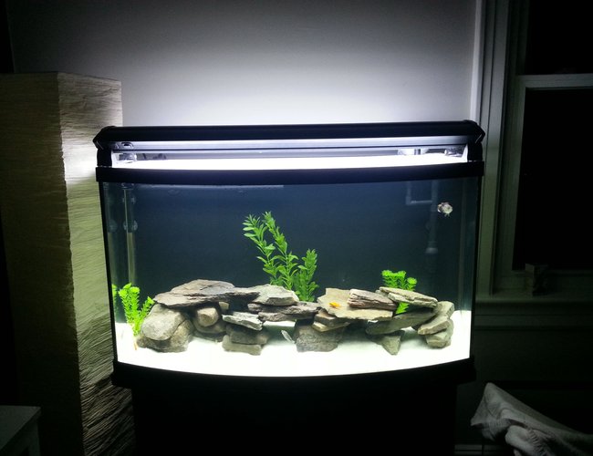 46 gallons freshwater fish tank (mostly fish and non-living decorations) - 46 bow front 46 gallons freshwater fish tank (mostly fish and non-living decorations) - 46 bow front