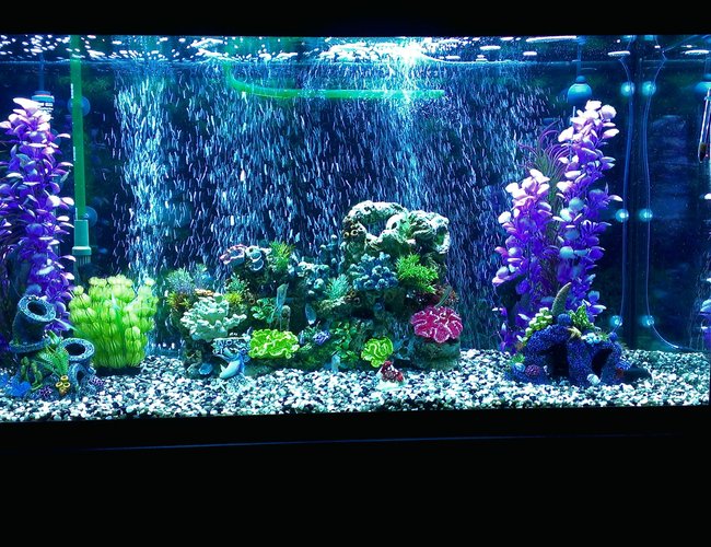 90 gallons freshwater fish tank (mostly fish and non-living decorations) - Updated photo. 90 gallons freshwater fish tank (mostly fish and non-living decorations) - Updated photo.