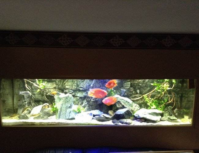 210 gallons freshwater fish tank (mostly fish and non-living decorations) - 210 tank re-arranged 210 gallons freshwater fish tank (mostly fish and non-living decorations) - 210 tank re-arranged