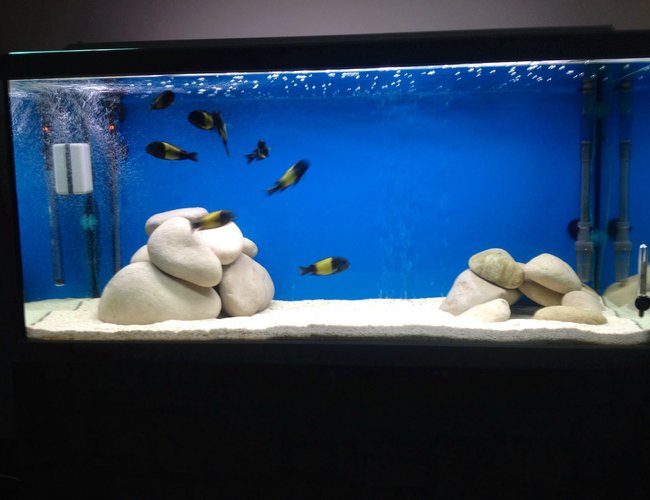 200 gallons freshwater fish tank (mostly fish and non-living decorations) - Tropheus ikola wc f0 2 m 6 f 200 gallons freshwater fish tank (mostly fish and non-living decorations) - Tropheus ikola wc f0 2 m 6 f