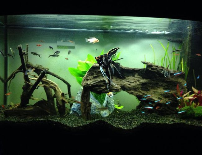 39 gallons freshwater fish tank (mostly fish and non-living decorations) - Penguin tetra, cardinal tetra and copper rasbora! Oh and 3 angelfish 39 gallons freshwater fish tank (mostly fish and non-living decorations) - Penguin tetra, cardinal tetra and copper rasbora! Oh and 3 angelfish