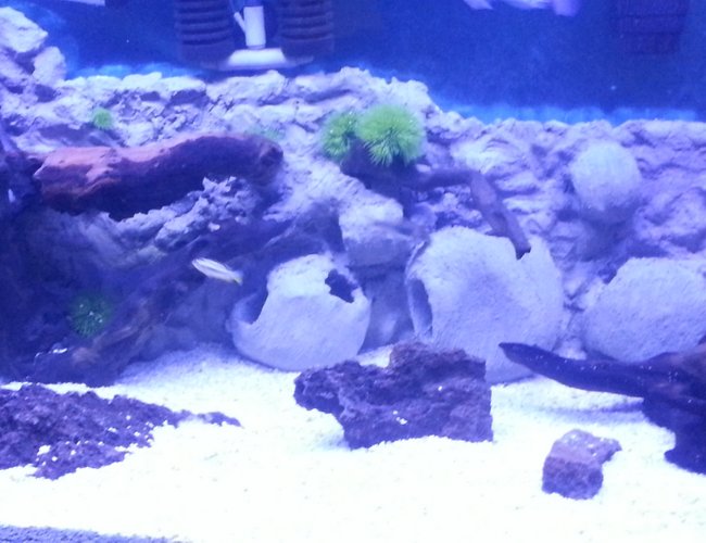90 gallons freshwater fish tank (mostly fish and non-living decorations) - African cichlid tank 90 gallons freshwater fish tank (mostly fish and non-living decorations) - African cichlid tank
