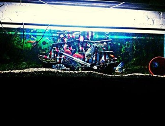 100 gallons freshwater fish tank (mostly fish and non-living decorations) - 125 gallon. 1 Oscar, 3 Jack Dempseys,2 severums,1 Red devil,1 Frontosa,1 Peacock, 1 Discus,2 Blue gouramis. 1 redtail catfish and one common pleco. 100 gallons freshwater fish tank (mostly fish and non-living decorations) - 125 gallon. 1 Oscar, 3 Jack Dempseys,2 severums,1 Red devil,1 Frontosa,1 Peacock, 1 Discus,2 Blue gouramis. 1 redtail catfish and one common pleco.