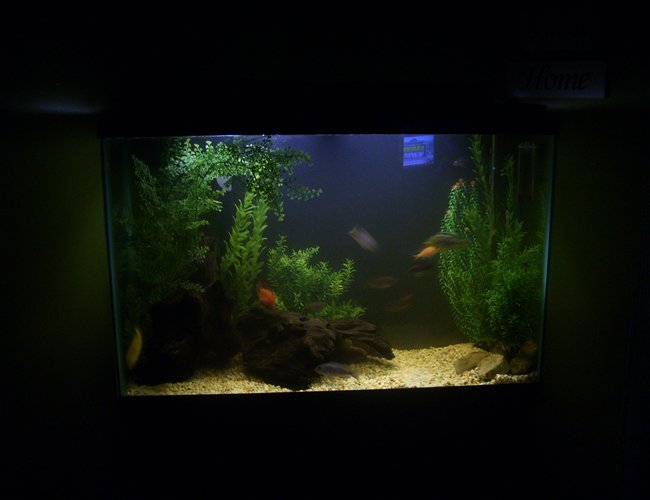 45 gallons freshwater fish tank (mostly fish and non-living decorations) 45 gallons freshwater fish tank (mostly fish and non-living decorations)