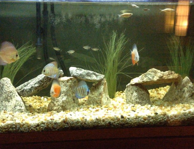 90 gallons freshwater fish tank (mostly fish and non-living decorations) - Discus 90 gallons freshwater fish tank (mostly fish and non-living decorations) - Discus