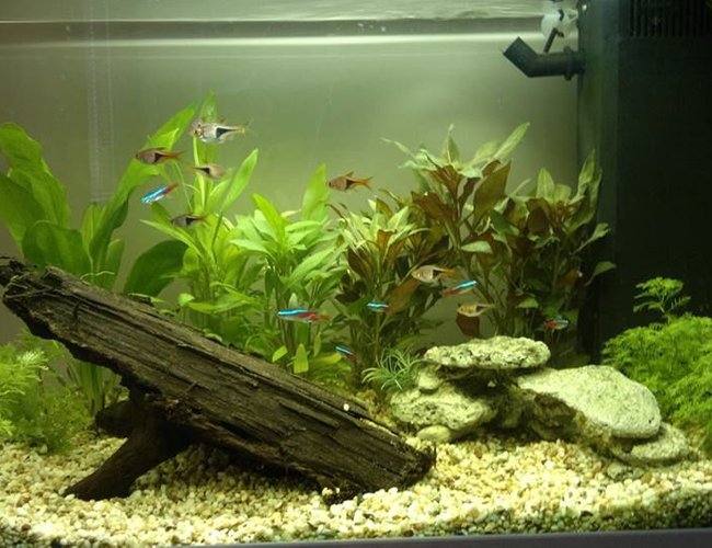 19 gallons freshwater fish tank (mostly fish and non-living decorations) - 8 neon tetras, 8 harlies 19 gallons freshwater fish tank (mostly fish and non-living decorations) - 8 neon tetras, 8 harlies