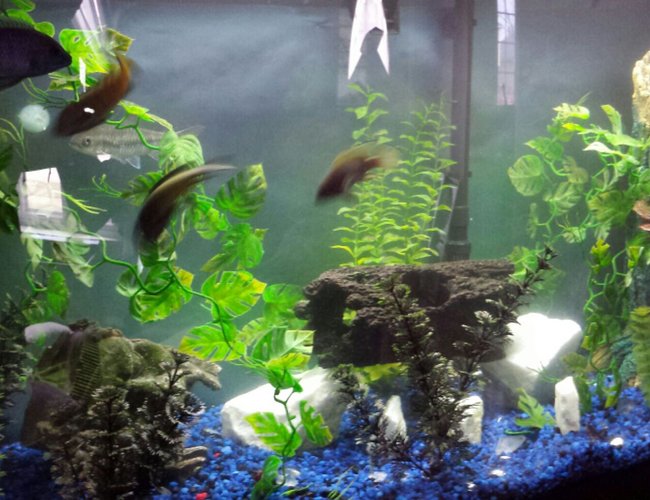 72 gallons freshwater fish tank (mostly fish and non-living decorations) - Aggressive fresh water 72 gallons freshwater fish tank (mostly fish and non-living decorations) - Aggressive fresh water