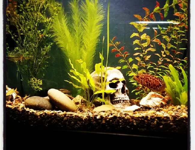 85 gallons freshwater fish tank (mostly fish and non-living decorations) - 85 gallons 85 gallons freshwater fish tank (mostly fish and non-living decorations) - 85 gallons