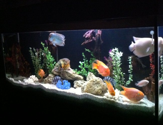 140 gallons freshwater fish tank (mostly fish and non-living decorations) - My fish tank... 140 gallons freshwater fish tank (mostly fish and non-living decorations) - My fish tank...