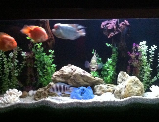 140 gallons freshwater fish tank (mostly fish and non-living decorations) - My fish tank... 140 gallons freshwater fish tank (mostly fish and non-living decorations) - My fish tank...