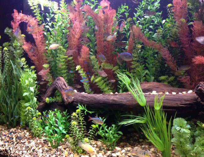 135 gallons freshwater fish tank (mostly fish and non-living decorations) 135 gallons freshwater fish tank (mostly fish and non-living decorations)