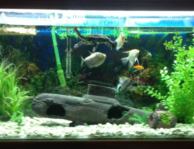 114 gallons freshwater fish tank (mostly fish and non-living decorations) - Tank also has a very placid eastern long neck turtle 114 gallons freshwater fish tank (mostly fish and non-living decorations) - Tank also has a very placid eastern long neck turtle