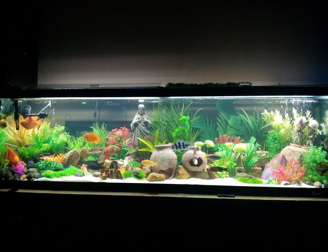 125 gallons freshwater fish tank (mostly fish and non-living decorations) - I did this tank for new born baby girl 125 gallons freshwater fish tank (mostly fish and non-living decorations) - I did this tank for new born baby girl