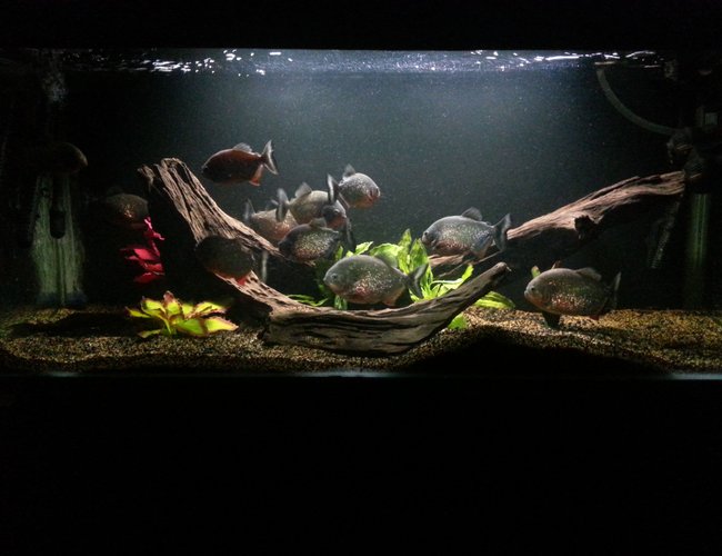 160 gallons freshwater fish tank (mostly fish and non-living decorations) - My main tank 160 gallons freshwater fish tank (mostly fish and non-living decorations) - My main tank